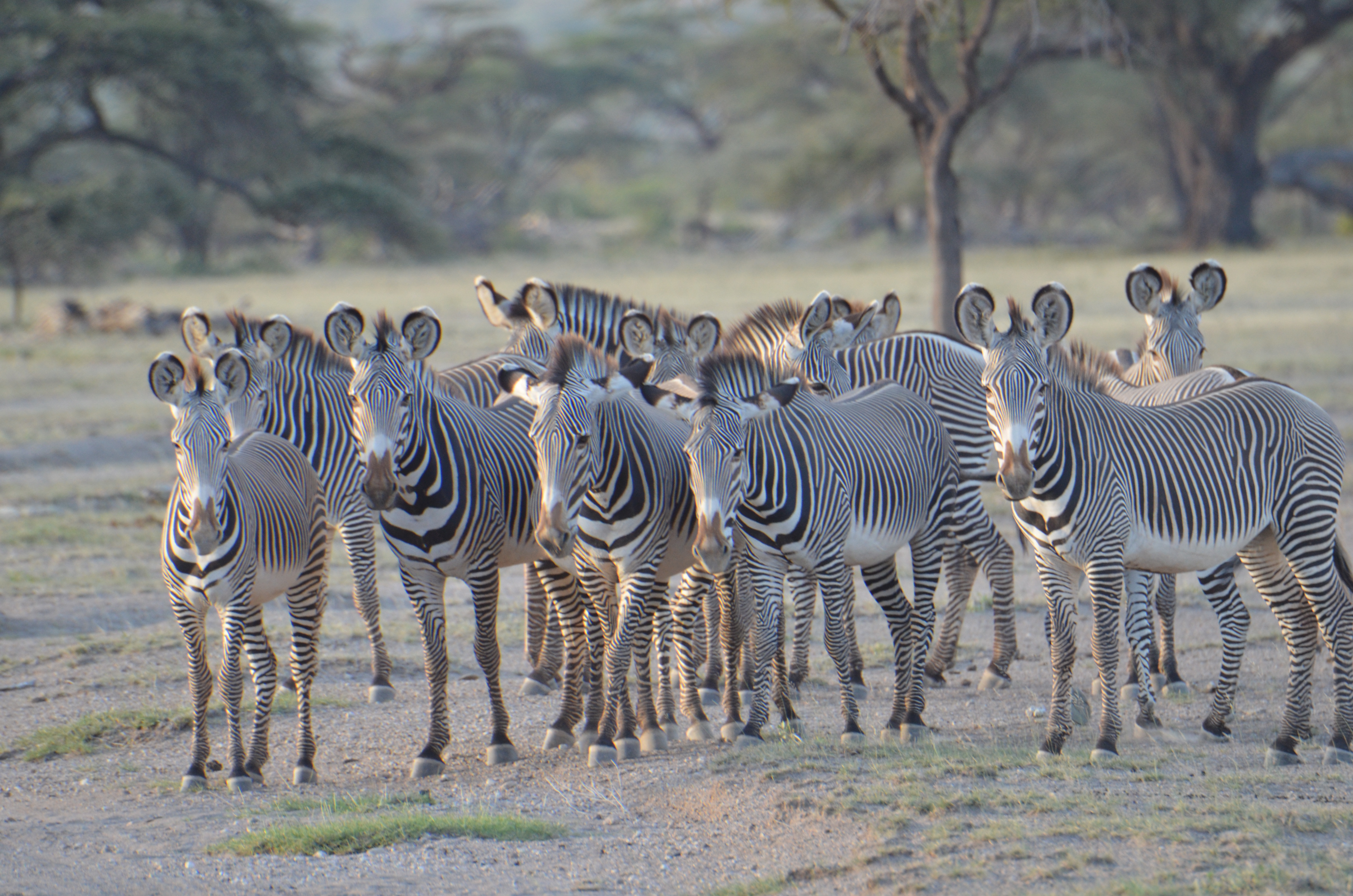 Grevy zebras standing together in Samburu